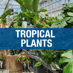 Tropical Plants