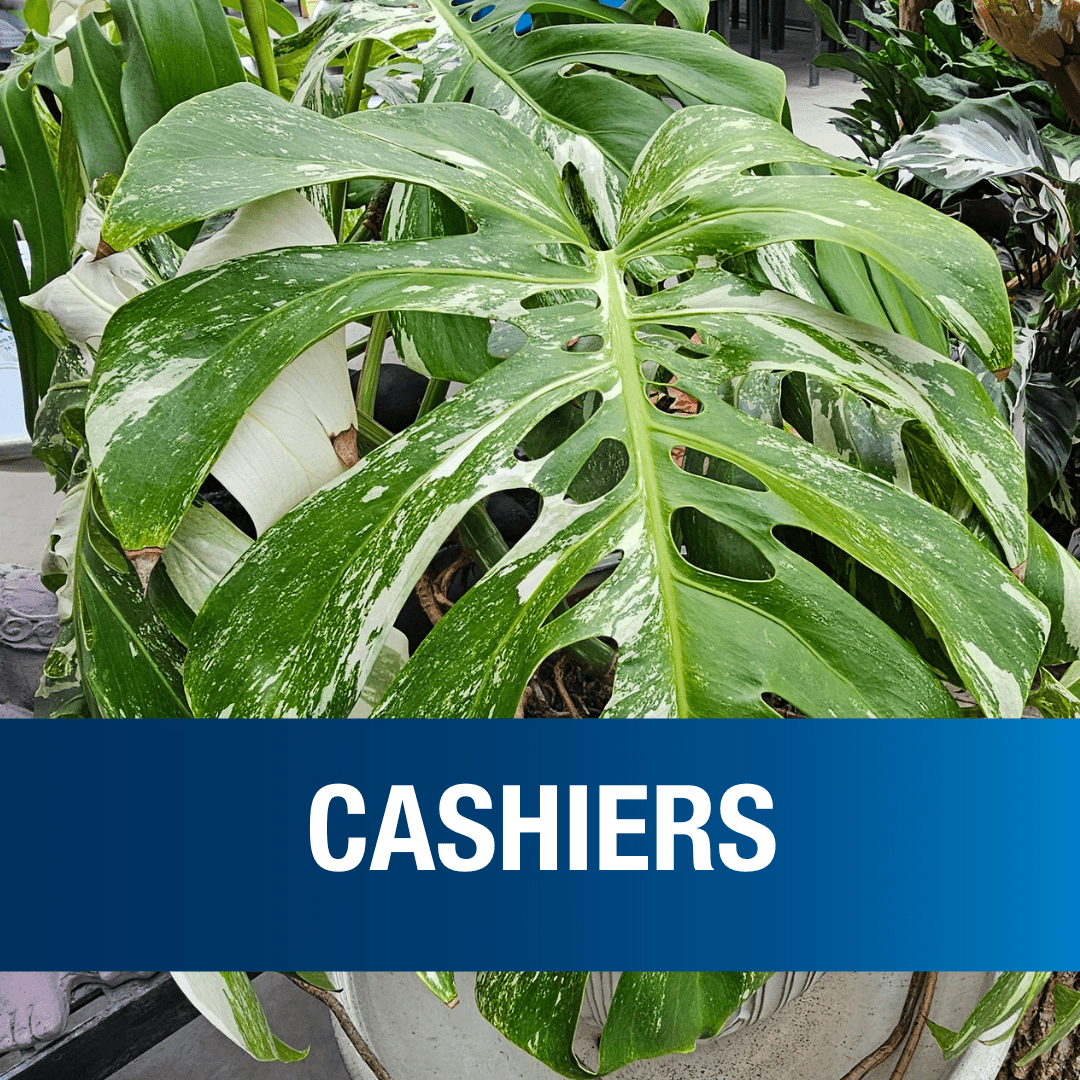 Cashiers | Jobs 2025