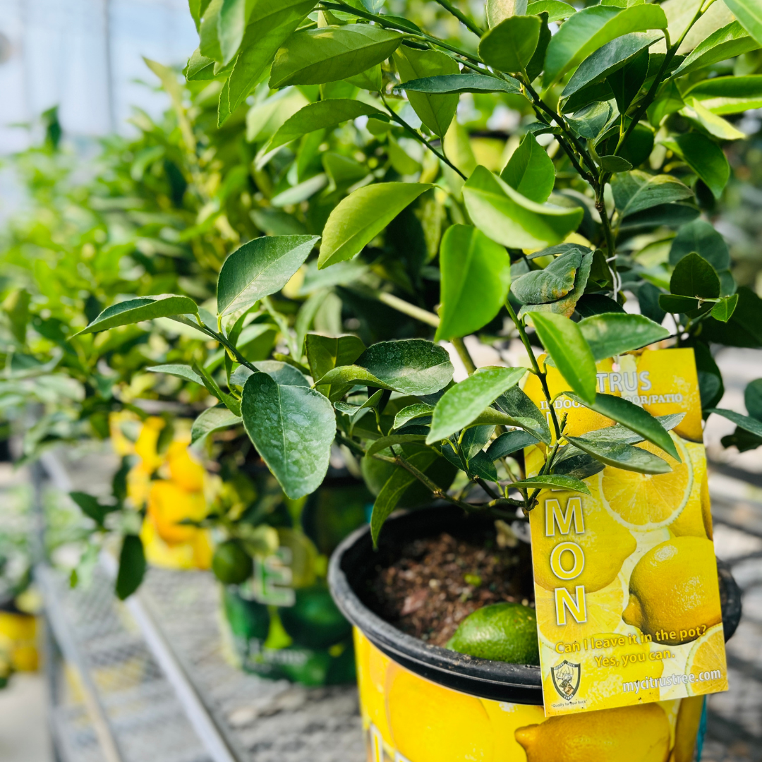 Royal City Nursery Tropical Greenhouse January 2025