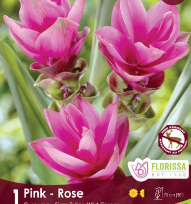 Curcuma, Pink