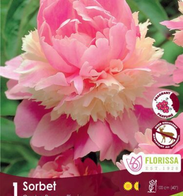 Peony, Sorbet