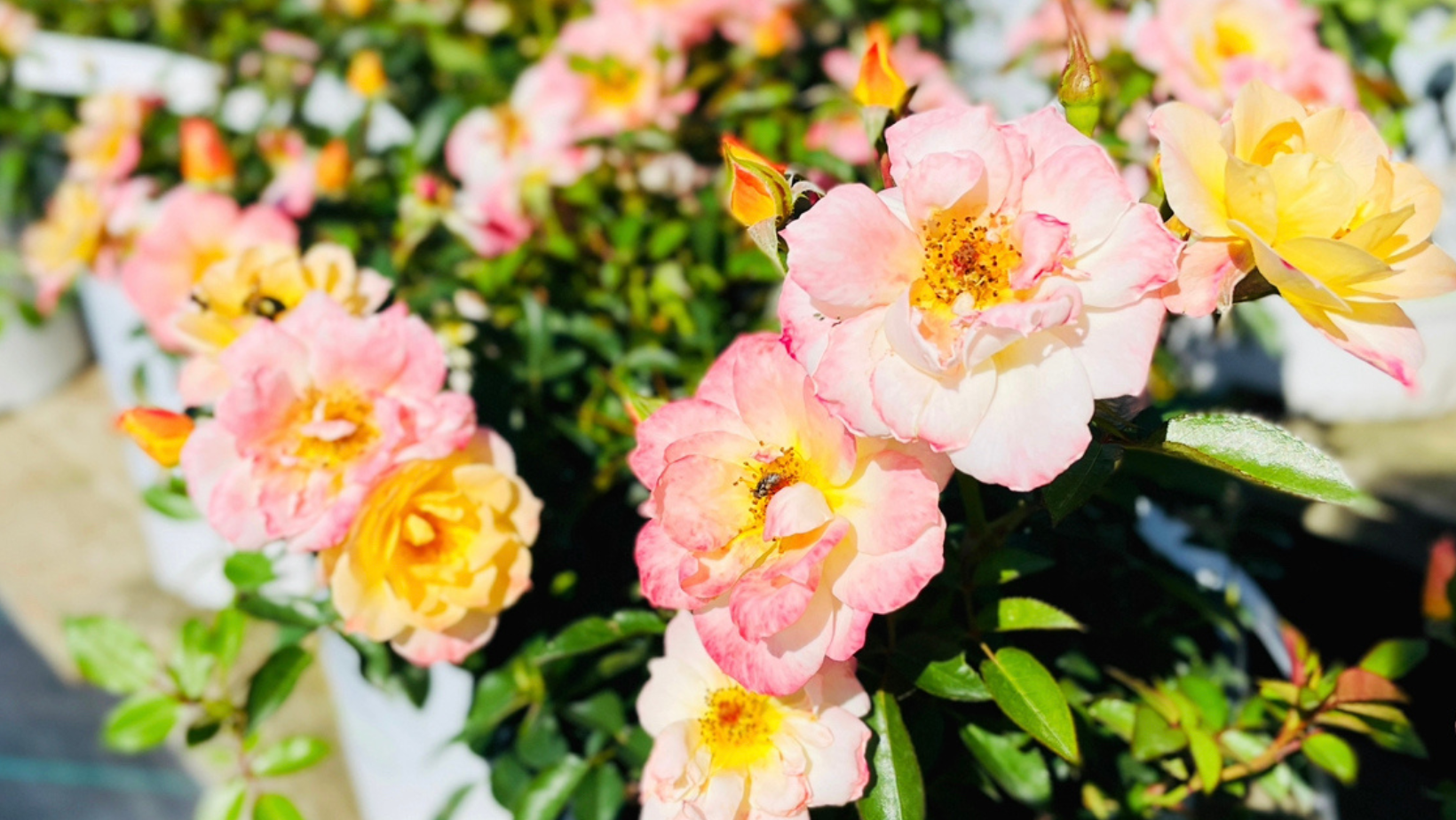Summer Roses | Blog Post Image