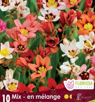 Sparaxis, Mixed Colours