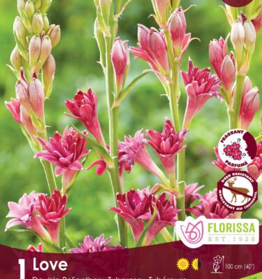 Tuberose, Double Love