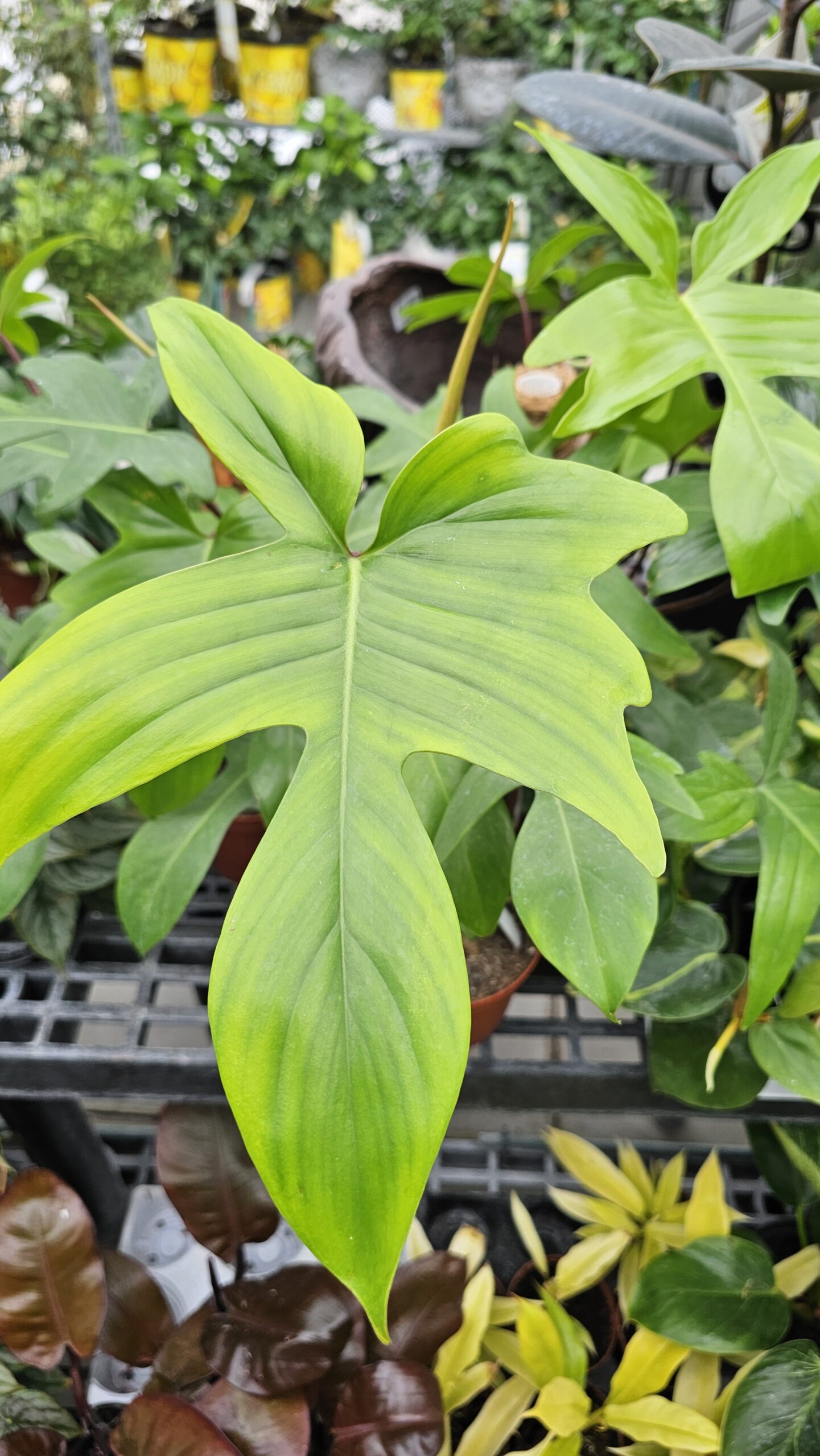 Florida Green Philodendron 