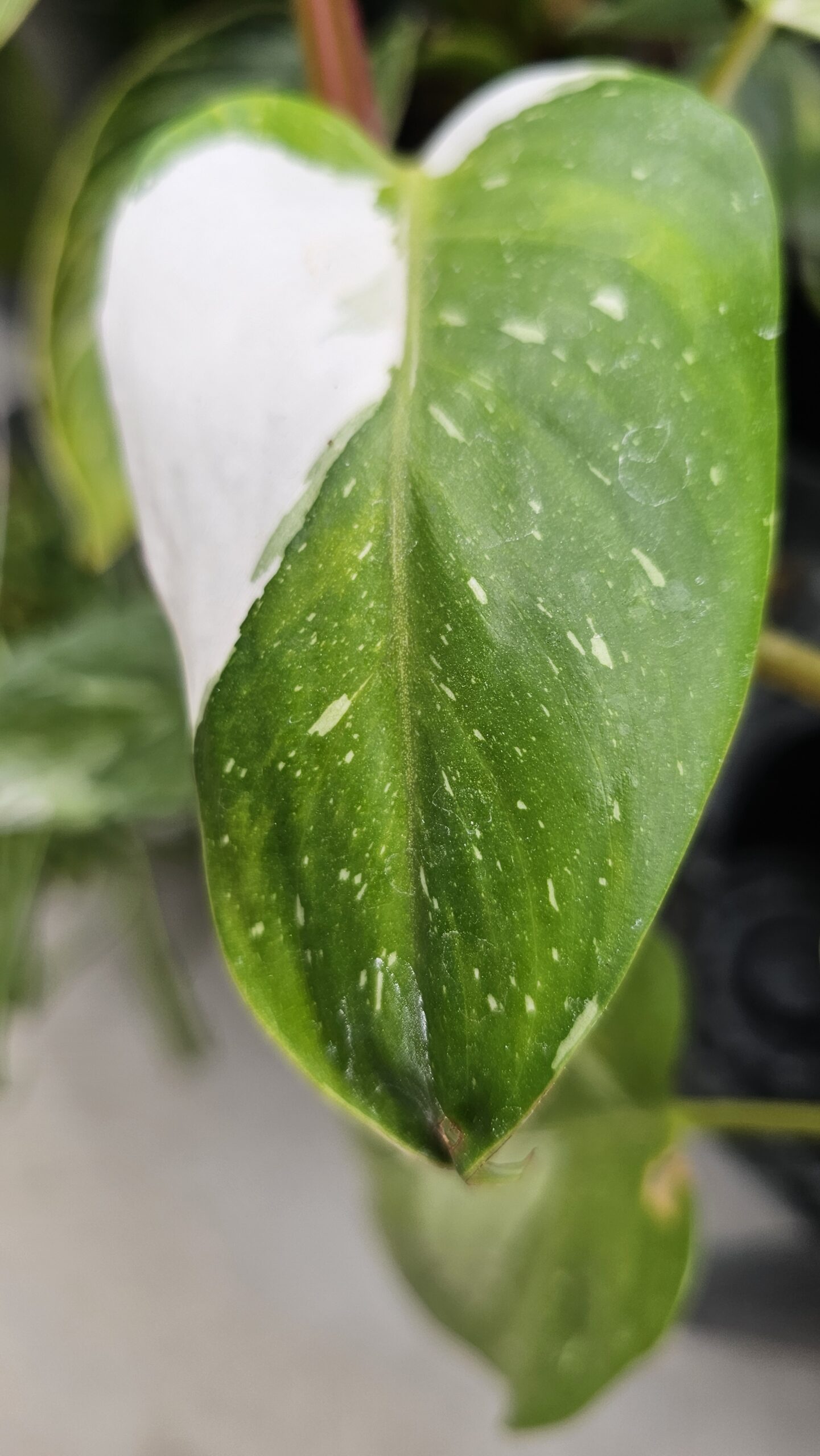 Thai Constellation Monstera