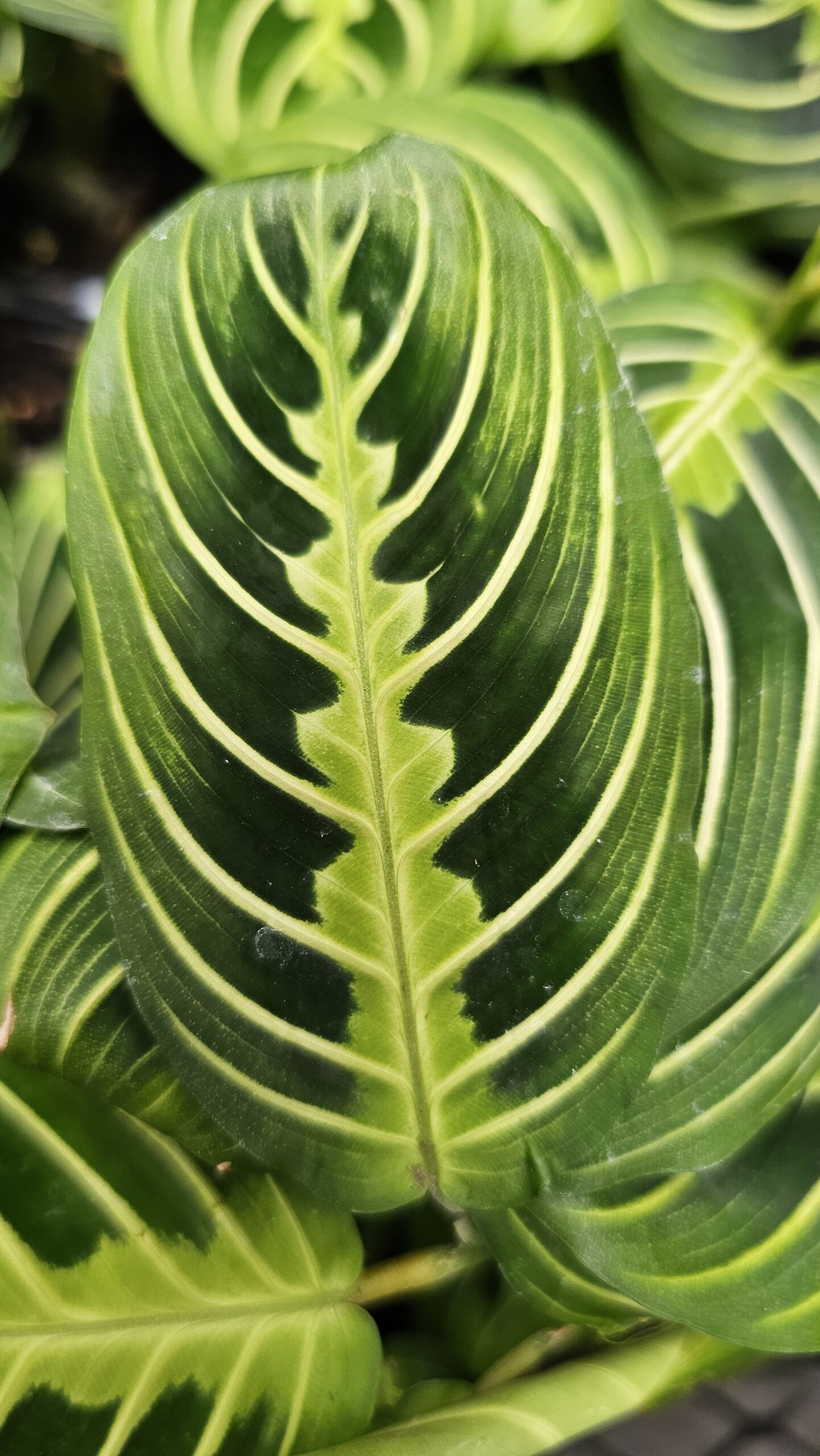 Prayer Plant