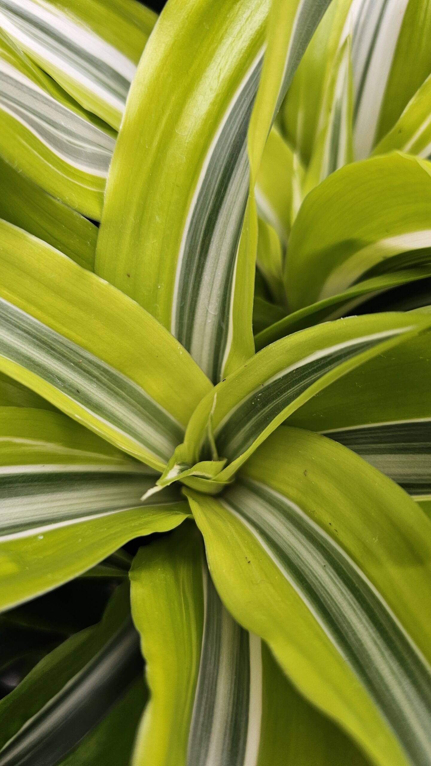 Dracaena