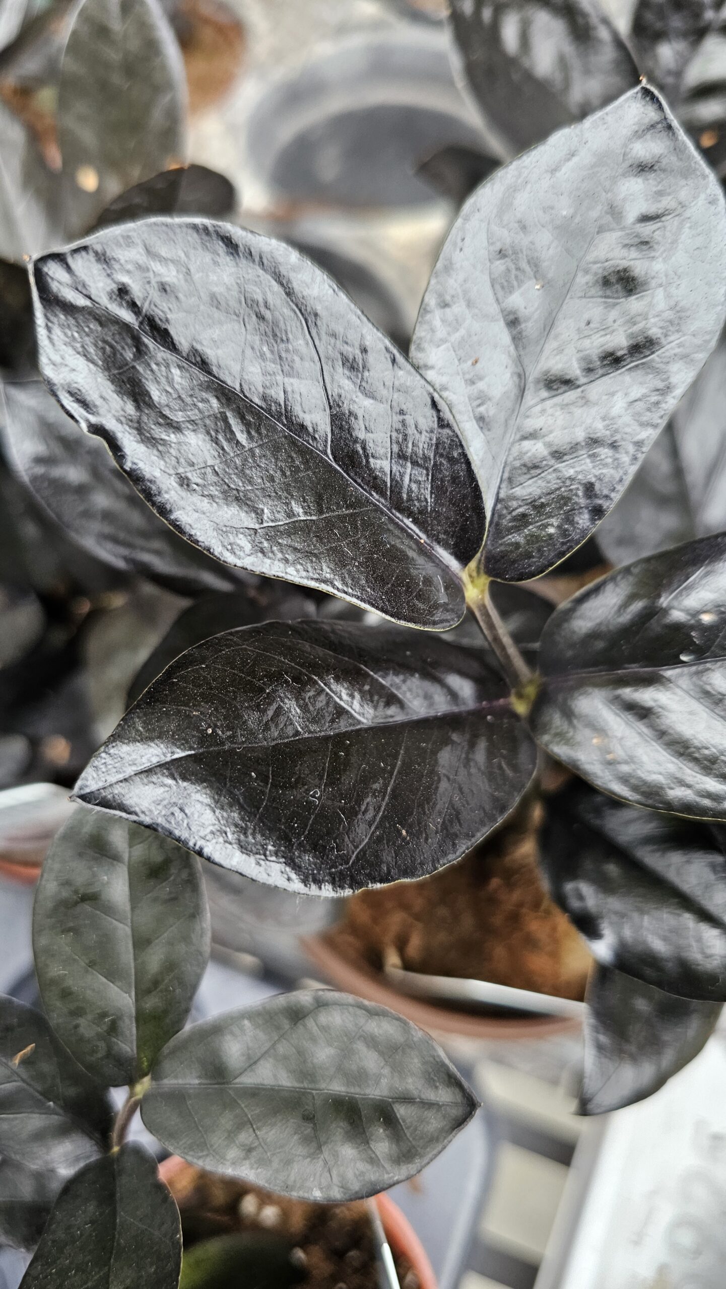 Black Queen ZZ Plant 