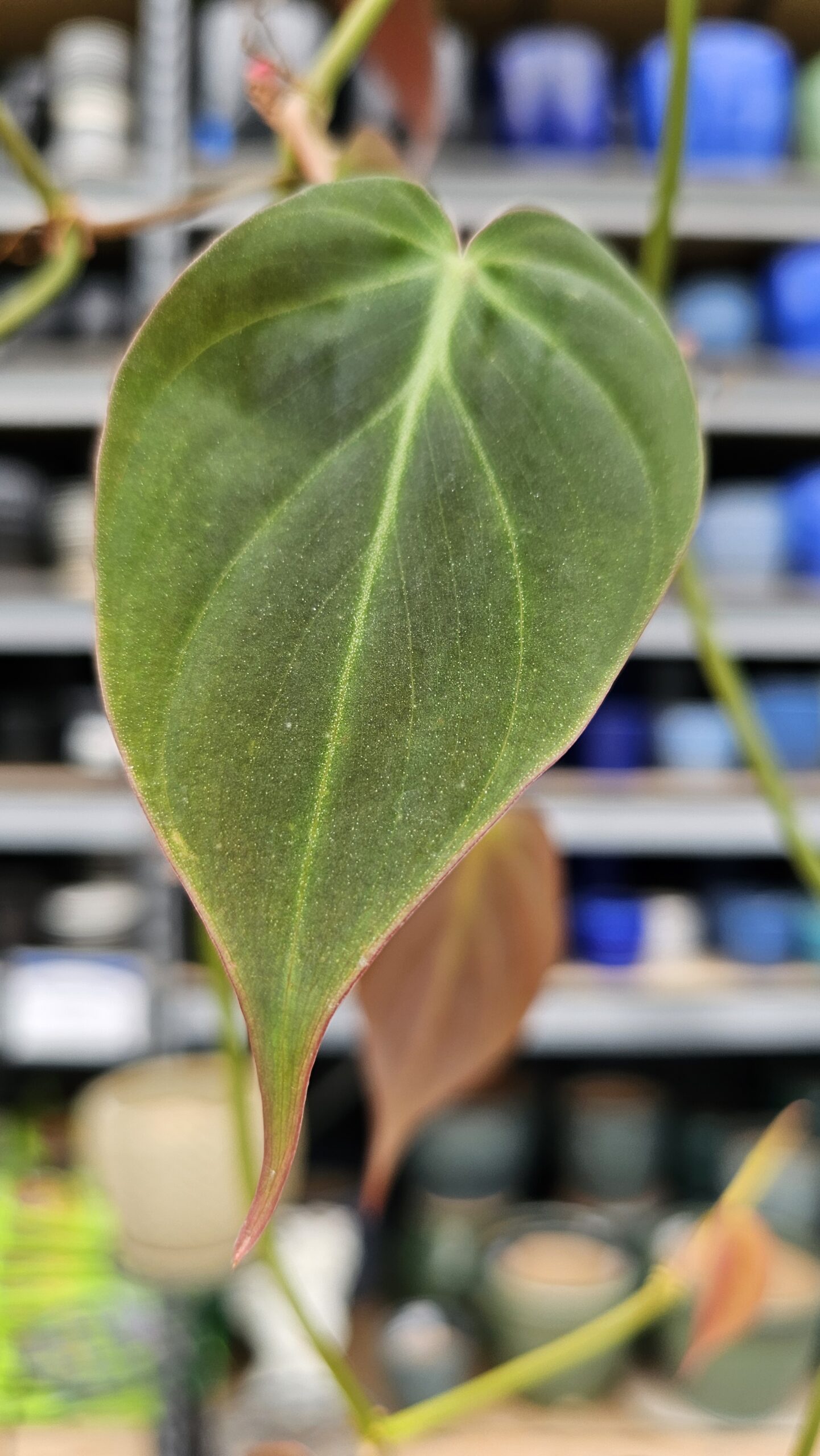 Mican Philodendron 