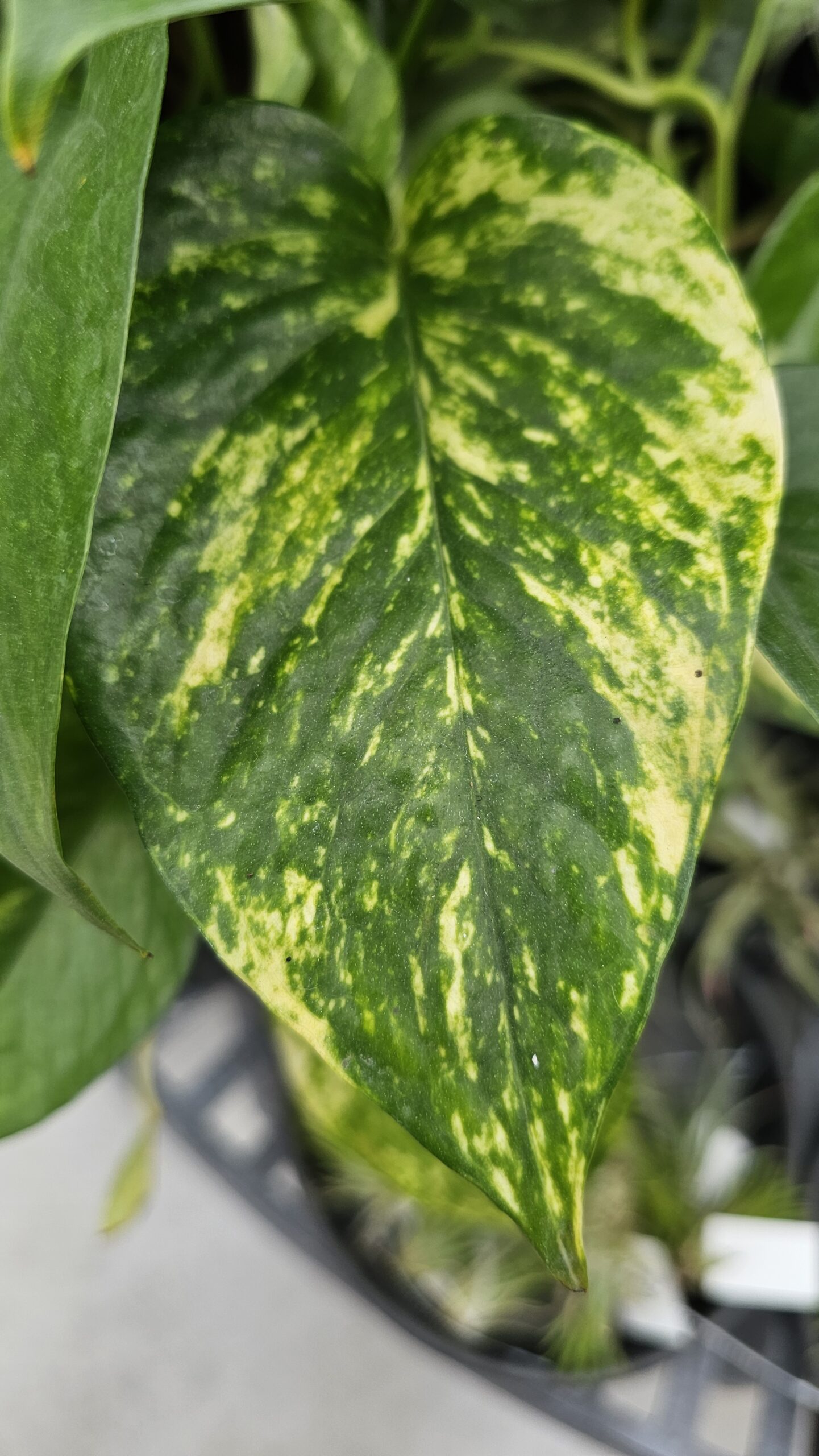 Golden Pothos 