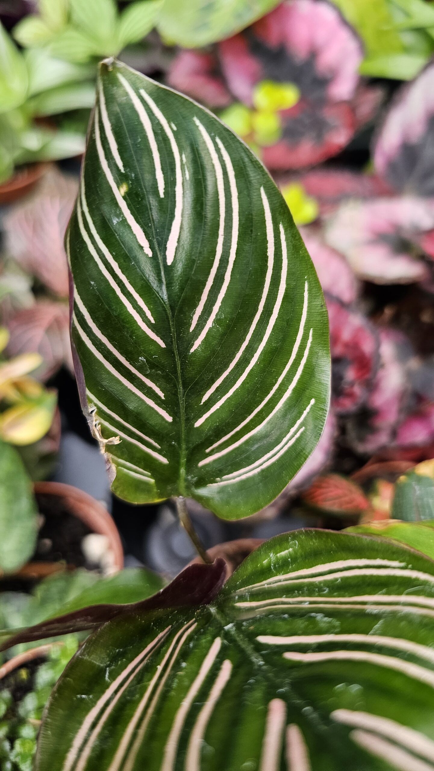 Calathea Ornate