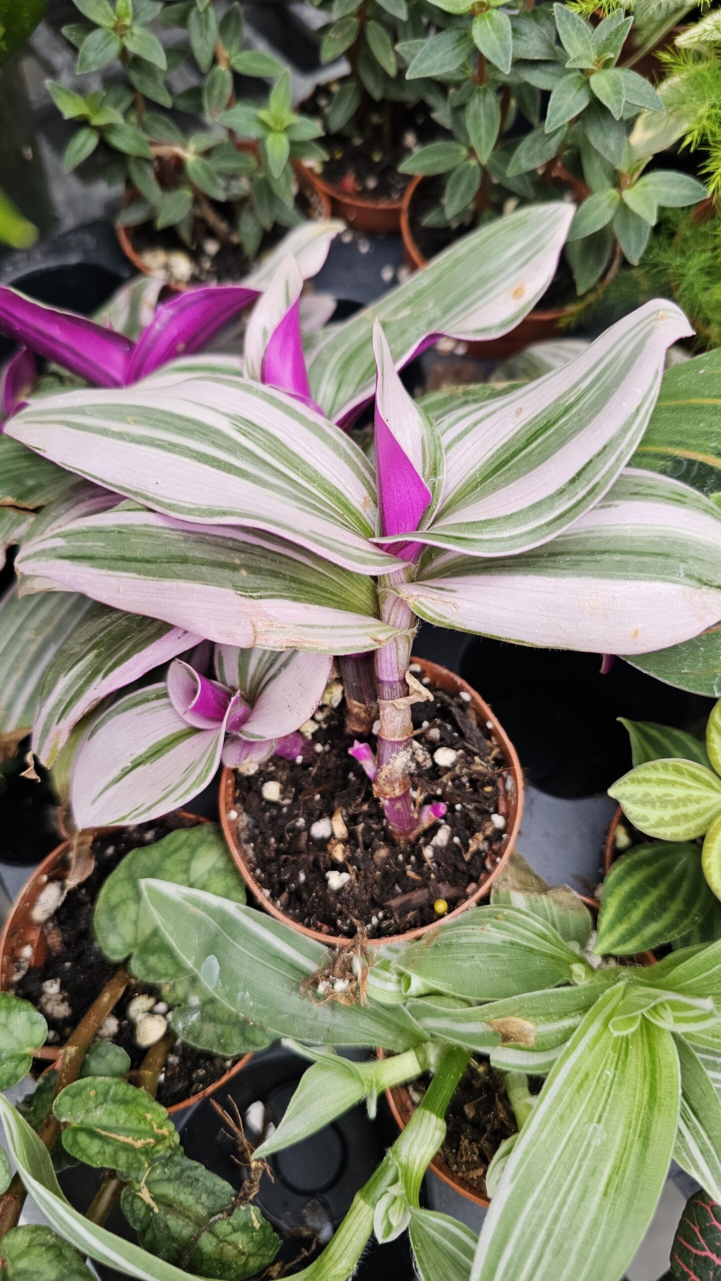 Wanderer 7 Inch plant 