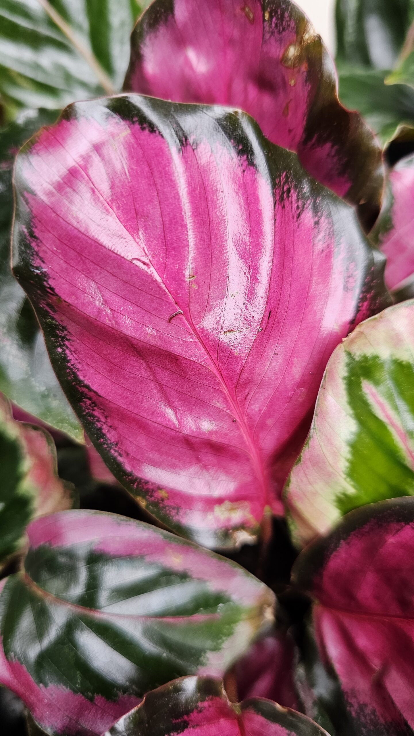Calathea
