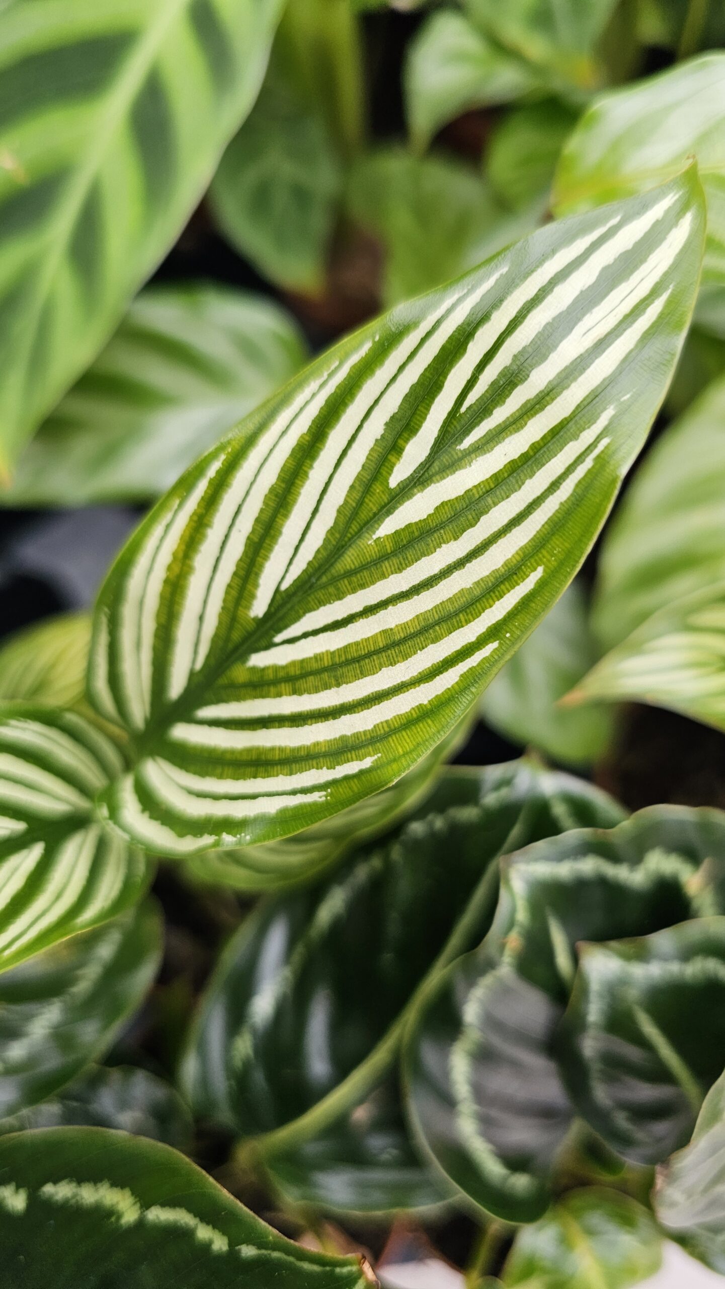 Calathea