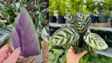 Blog Image - Calathea