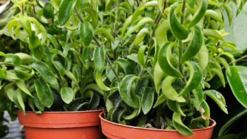 Blog Image - Lipstick Plant