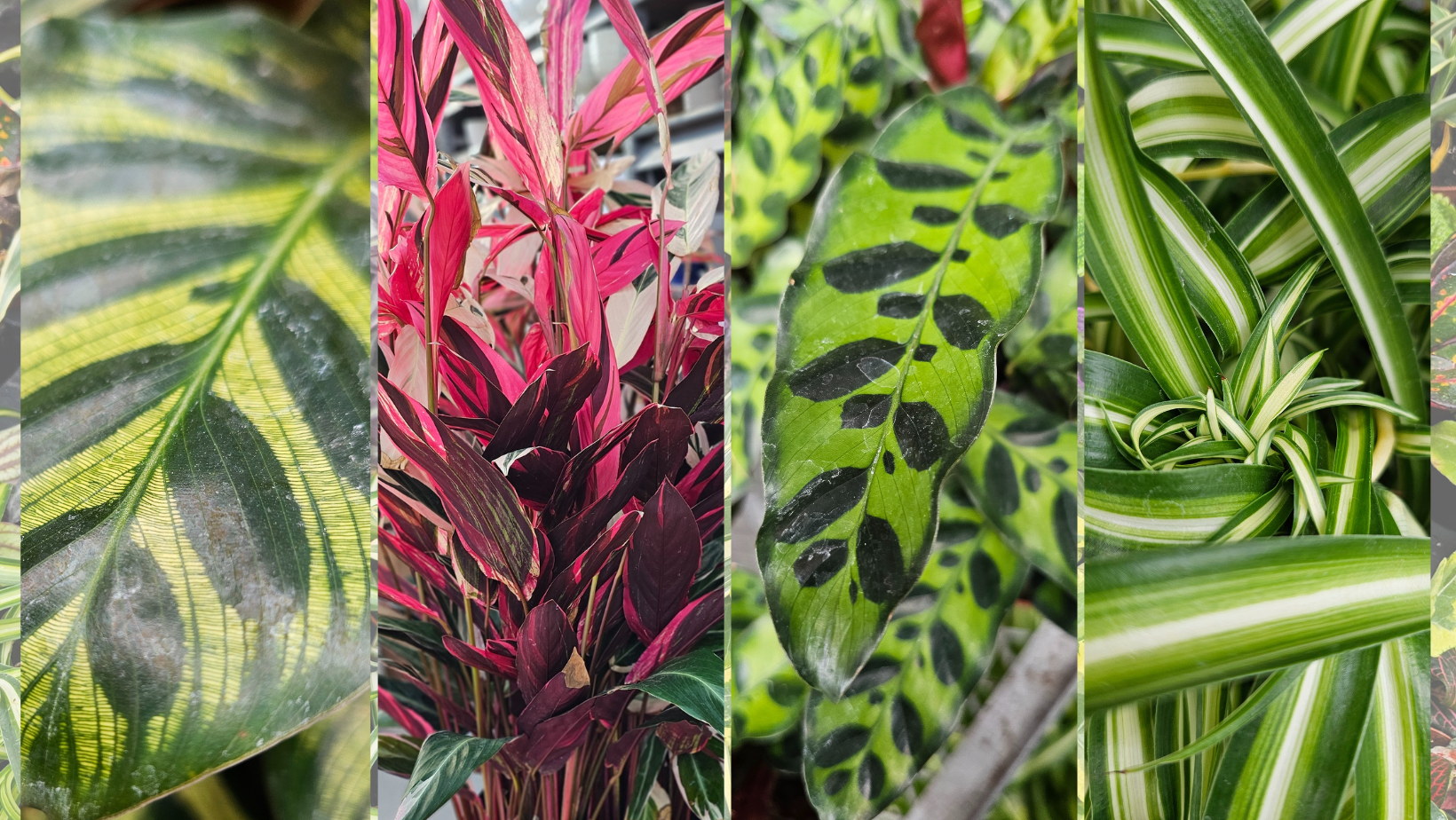 Blog Image - Pet Friendly Plants