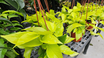 Blog Image - Neon Pothos
