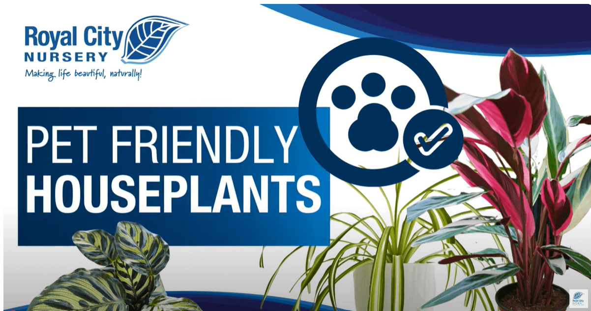 Pet Friendly Houseplants