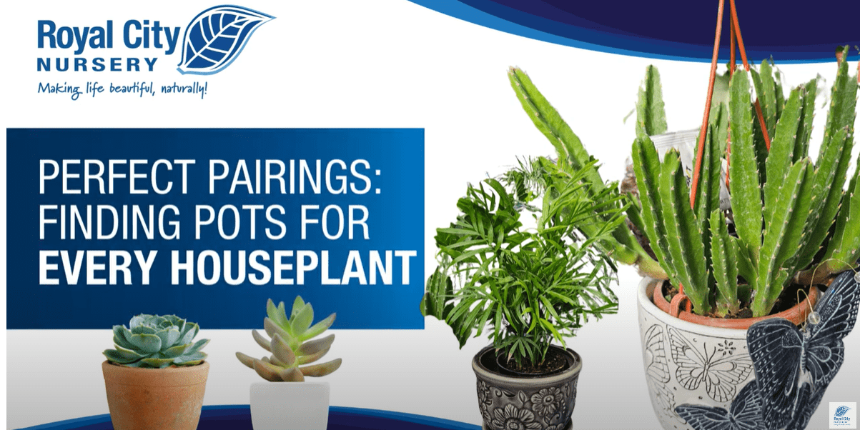 Perfect Pairings: Pots for Houseplants
