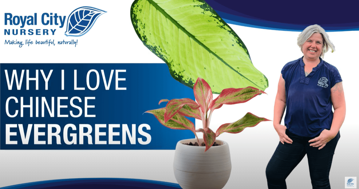 Why I Love Chinese Evergreens