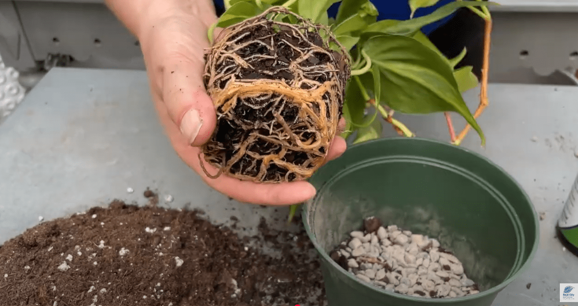 How to Repot Your Houseplants