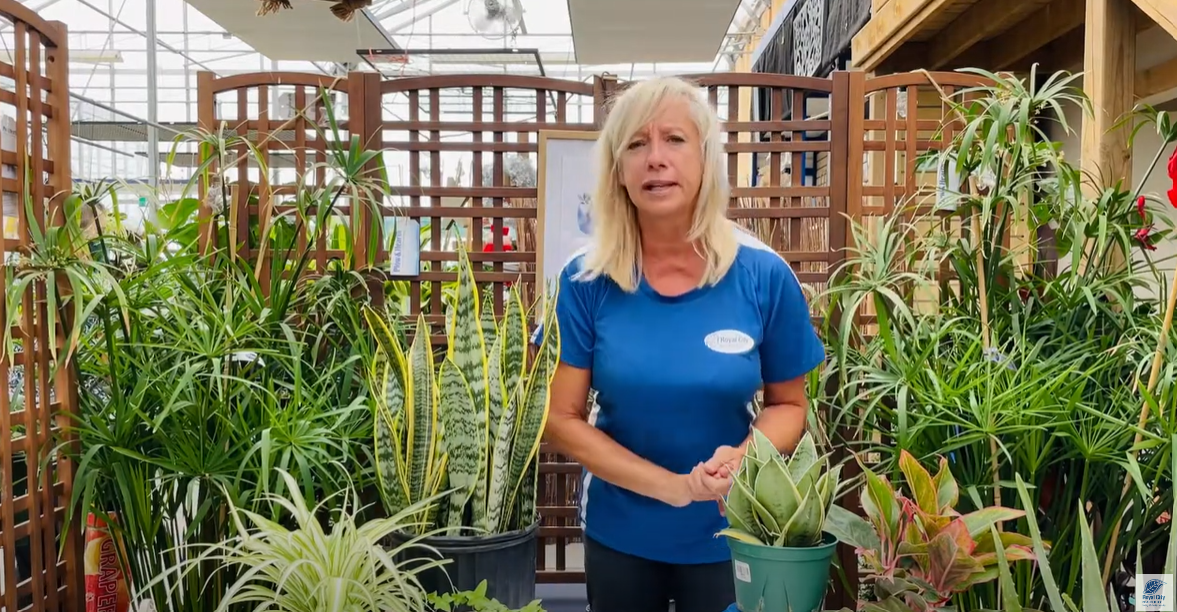 Air Purifying Plants