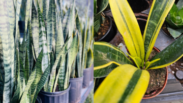 Blog Image - Snake Plants