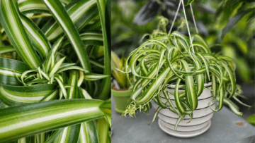 Blog Image - Spider Plant