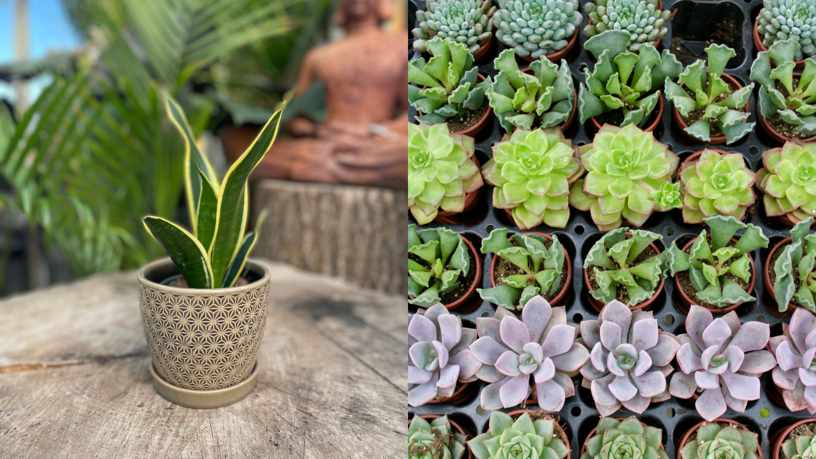 Blog Title Image - Easy Plants