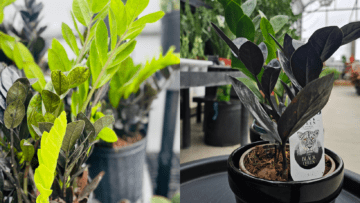 Blog Image - ZZ Plant