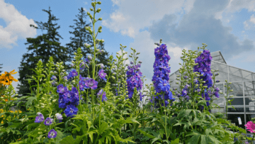 Why Digging in the Dirt is Scientifically Good for You | Blog Photo