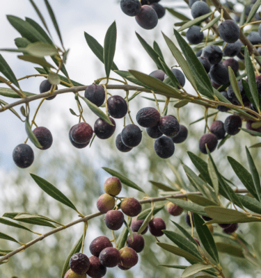 Olive TRee Pre-Order