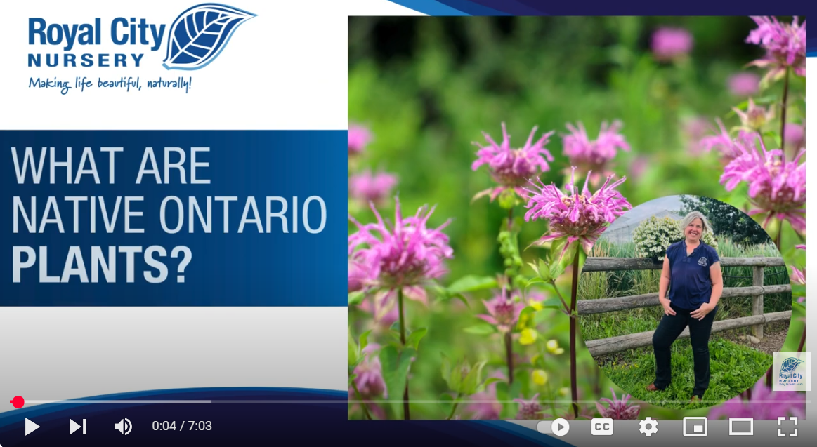 What Are Native Plants?