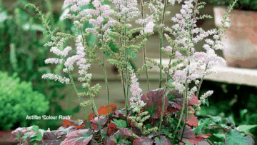 Astilbe 'Colour Flash'
