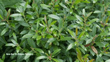 Inkberry (Ilex glabra) Box Gem
