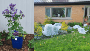 Columbine / Frost Cover