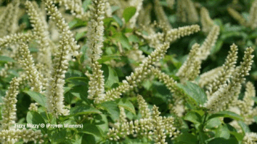 Virginia Sweetspire (Itea virginica) Fizzy Mizzy 