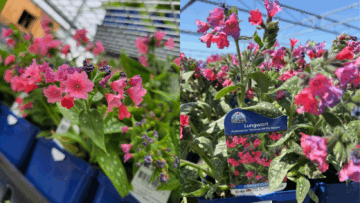 Shrimp on the Barbie