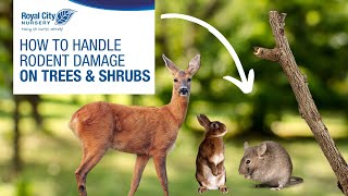 Handling Rodent Damage on Trees