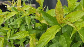 Dwarf Bush Honeysuckle
