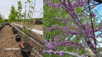 Eastern Redbud