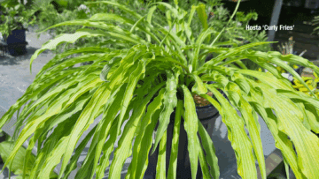 Curly Fries Hosta