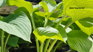 Empress Wu Hosta