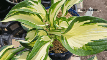 Fire and Ice Hosta