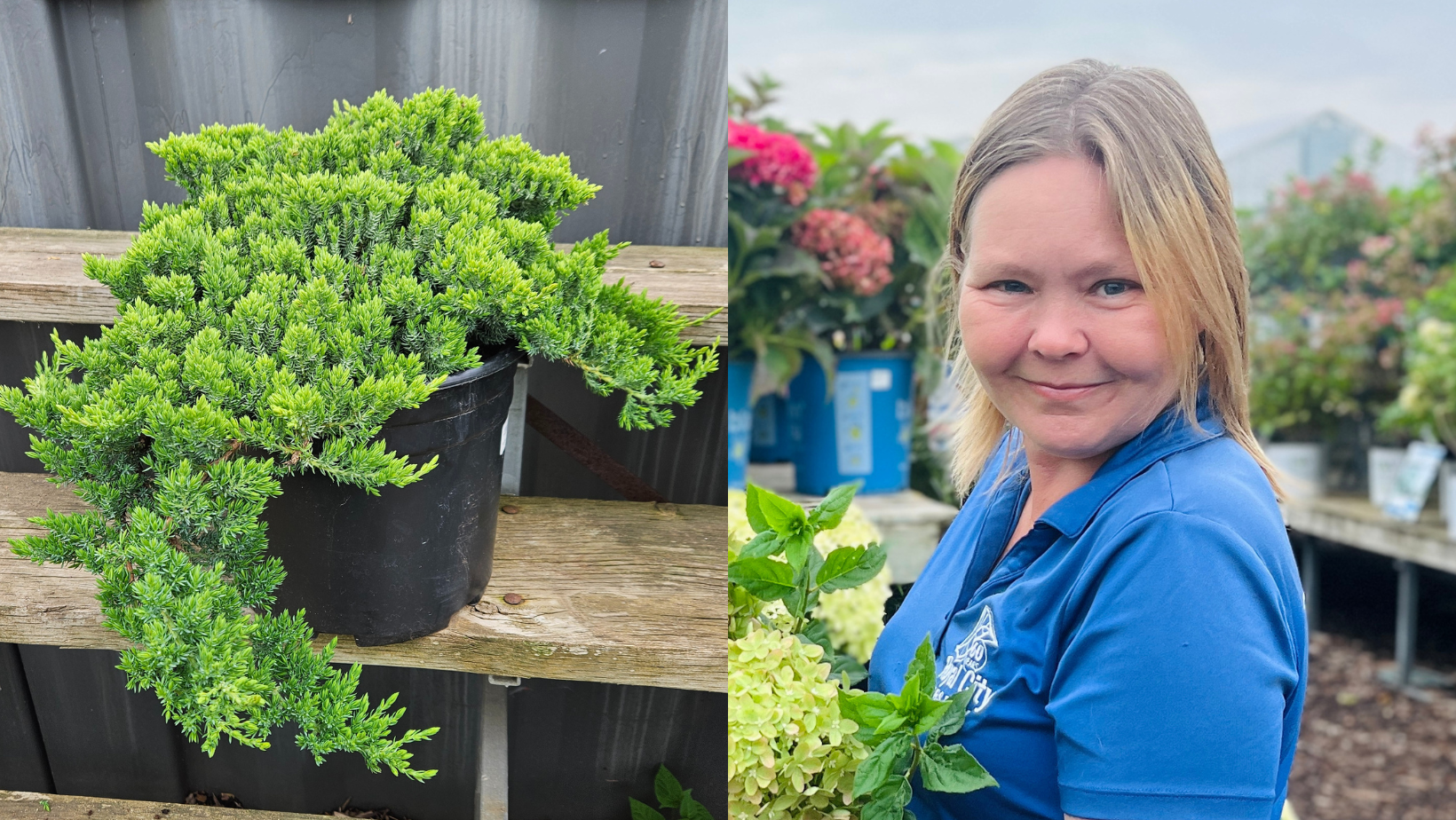 5 Expert-Approved Plants That Thrive in the Heat