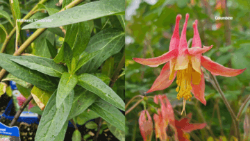Milkweed & Columbine