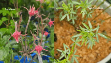 Prairie Smoke & Purple Prairie Clover