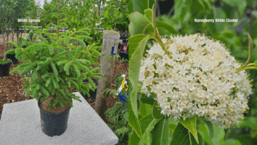 White Spruce & Nannyberry